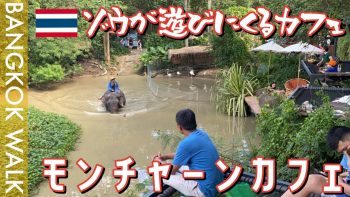 【郊外カフェ】お茶してたらゾウが遊びに来るモンチャーンカフェに行ってきた